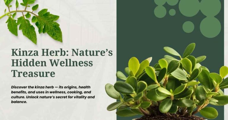 Kinza Herb